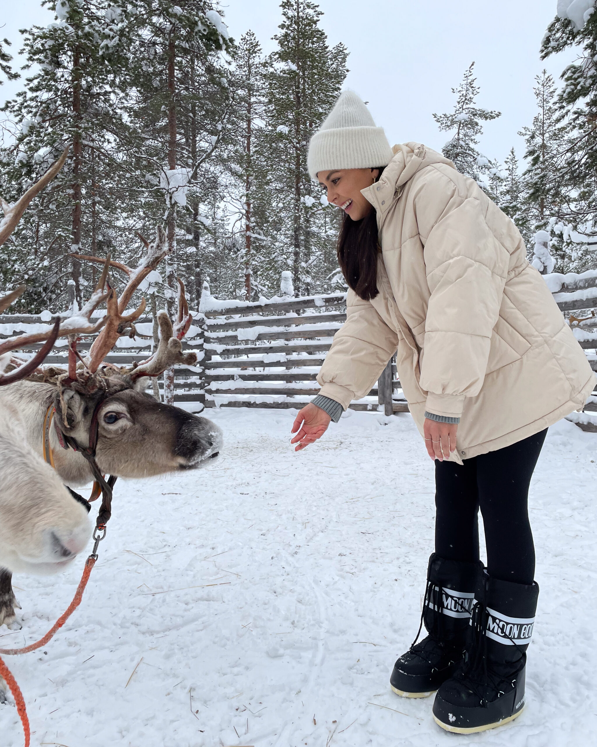 Reindeer Farm