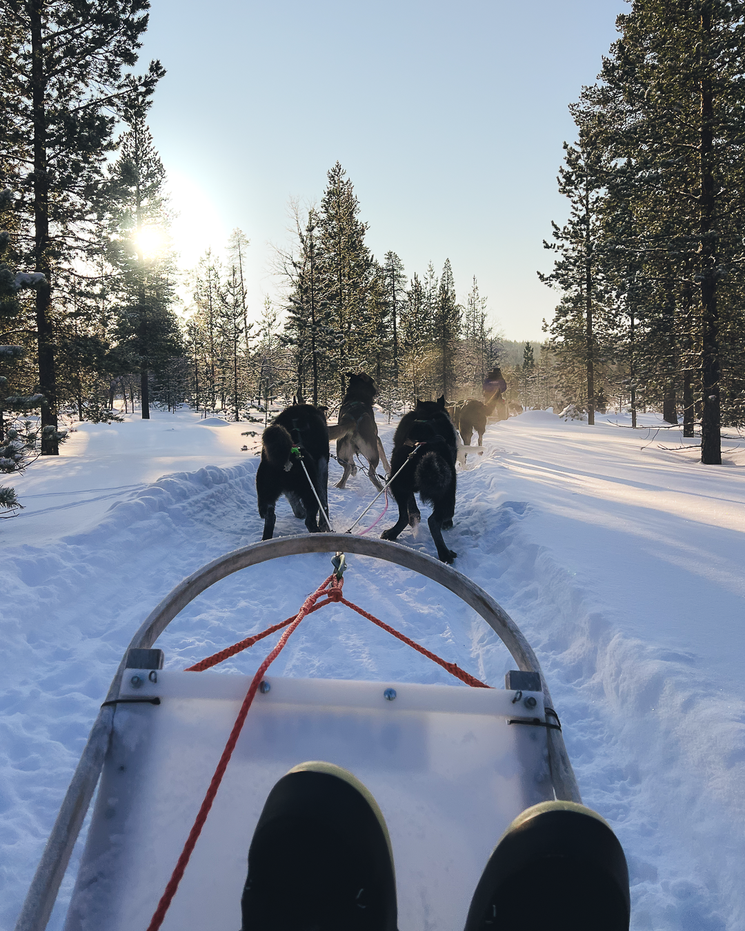 Husky sledging